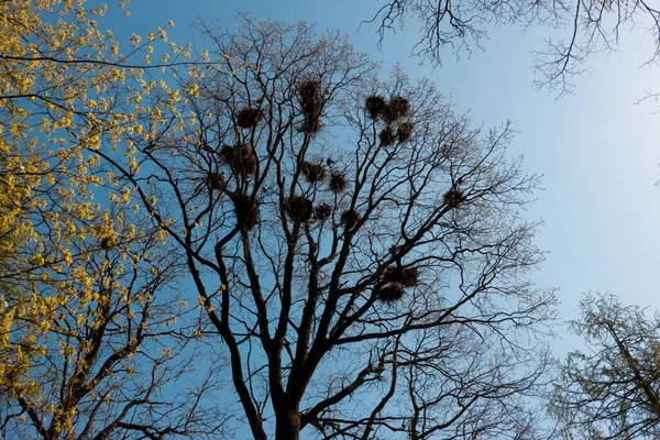 Ninhos Corvos Galhos Árvore — Fotografia de Stock