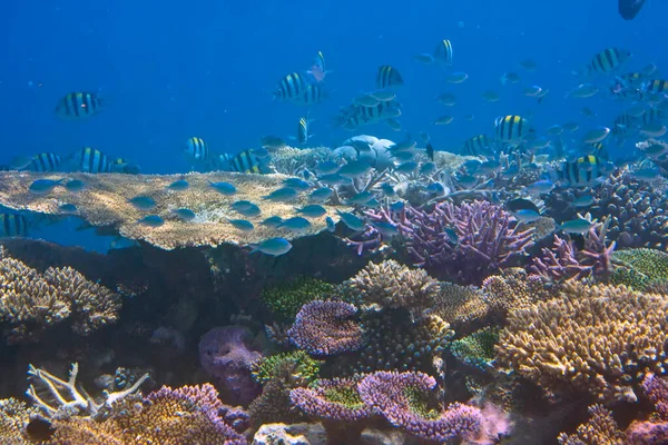 Tropikalne Małe Ryby Koralowce — Zdjęcie stockowe