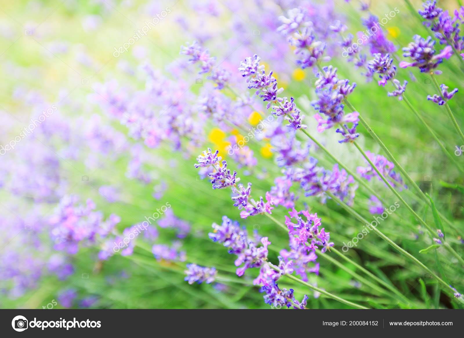 Fleurs Lavande Fleurissant Saison Estivale Belles Plantes Aromatiques  Violettes image libre de droit par MitaStockImages © #200084152