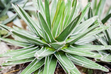 Kaktüs bitki botanik bahçesinde Close-up