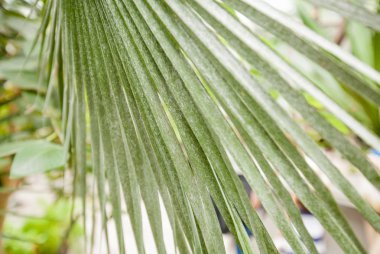Closeup yeşil bitki botanik bahçe, doğal duvar kağıdı