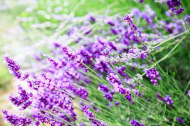 Lavanta çiçekleri, çiçek açan yaz sezonu, güzel Menekşe aromatik bitkiler.