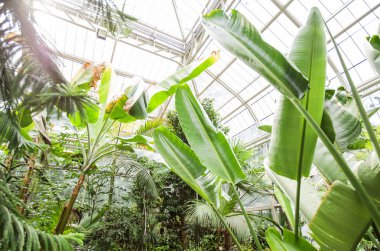 Botanik bahçesinde muz yaprakları 