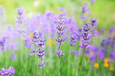 Lavanta çiçekleri, çiçek açan yaz sezonu, güzel Menekşe aromatik bitkiler.