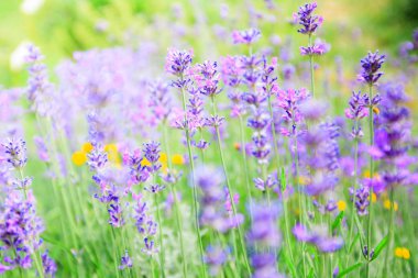 Lavanta çiçekleri, çiçek açan yaz sezonu, güzel Menekşe aromatik bitkiler.