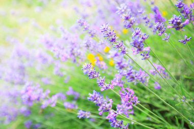 Lavanta çiçekleri, çiçek açan yaz sezonu, güzel Menekşe aromatik bitkiler.