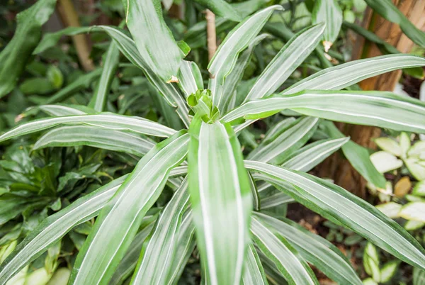 Closeup Zelených Rostlin Botanické Zahradě Přírodní Tapety — Stock fotografie