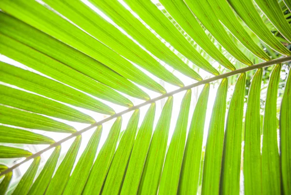 Folhas Verdes Palma Listrado Textura Vegetal Fundo Natural — Fotografia de Stock