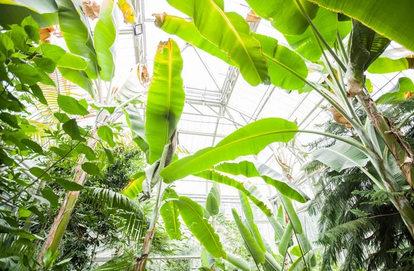 Botanik bahçesinde muz yaprakları 