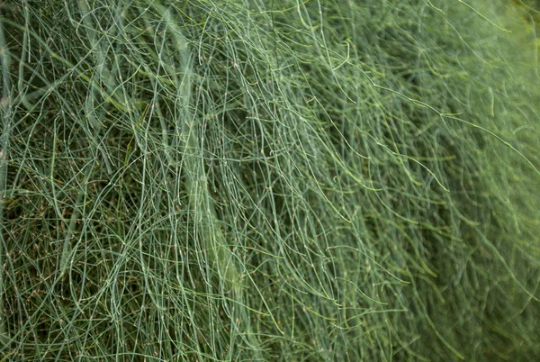 Roślina Zbliżenie Zielony Ogrodzie Botanicznym Naturalne Tapeta — Zdjęcie stockowe