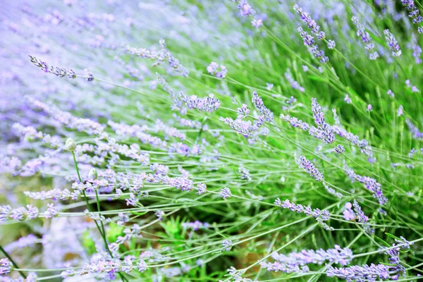 Květy Levandule Kvete Letní Sezóny Krásné Fialové Aromatické Rostliny — Stock fotografie