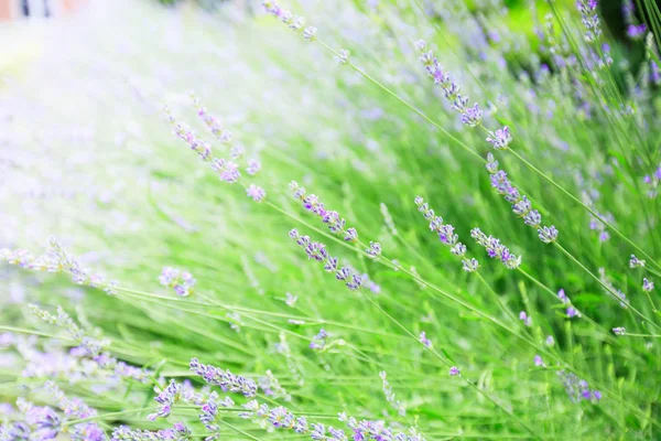 薰衣草鲜花盛开 夏天的季节 美丽的紫罗兰色芳香植物 — 图库照片