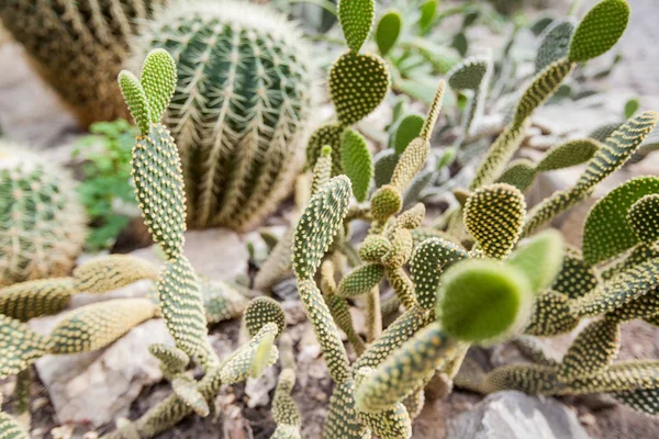Close Cactus Plant Botanical Garden — Stock Photo, Image