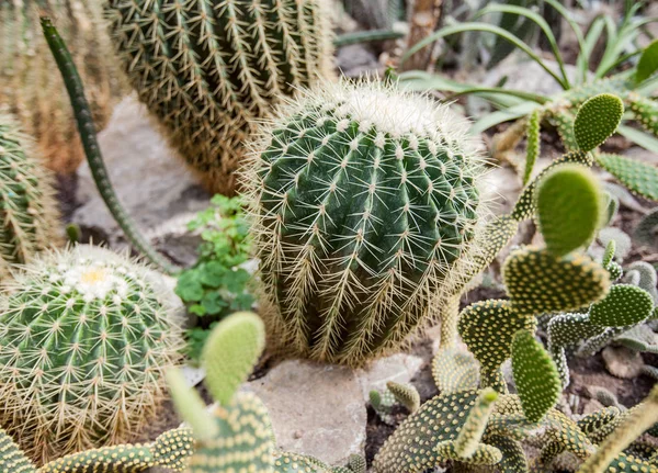 Close Cactus Plant Botanical Garden — Stock Photo, Image