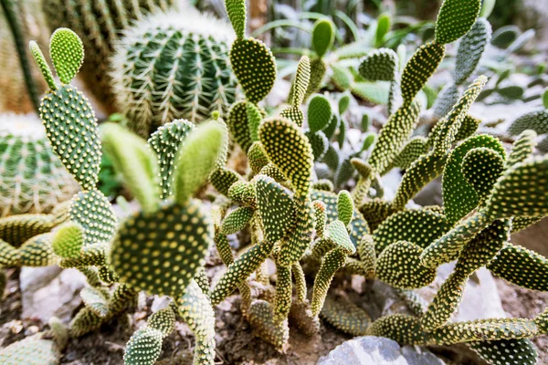 Close Cactus Plant Botanical Garden — Stock Photo, Image