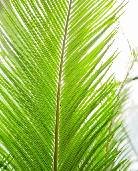 Folhas Verdes Palma Listrado Textura Vegetal Fundo Natural — Fotografia de Stock