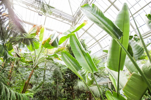 Banánové Listy Botanické Zahradě — Stock fotografie