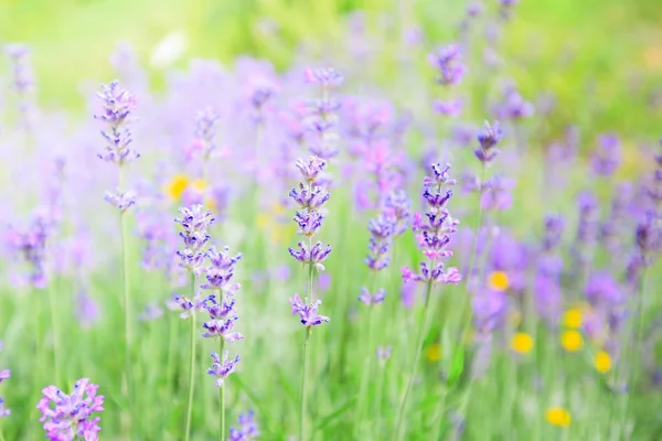 Květy Levandule Kvete Letní Sezóny Krásné Fialové Aromatické Rostliny — Stock fotografie