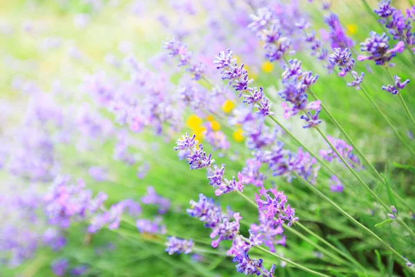 Lavender Λουλούδια Που Ανθίζουν Καλοκαίρι Όμορφο Μοβ Αρωματικά Φυτά — Φωτογραφία Αρχείου