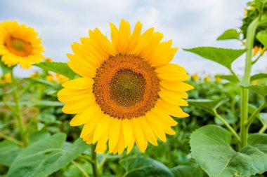 Ayçiçeği çiçeklenme alanları, yaz doğa manzara, arka planda bulutlu gökyüzü 
