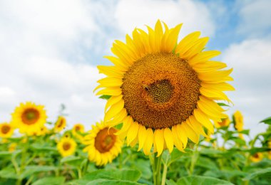 Ayçiçeği çiçeklenme alanları, yaz doğa manzara, arka planda bulutlu gökyüzü 
