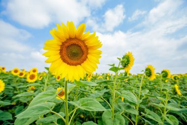 Ayçiçeği çiçeklenme alanları, yaz doğa manzara, arka planda bulutlu gökyüzü 