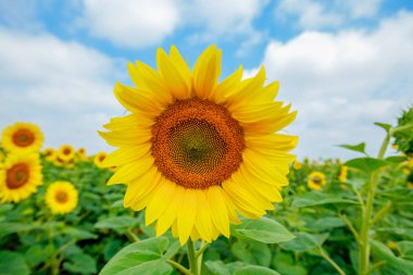 Ayçiçeği çiçeklenme alanları, yaz doğa manzara, arka planda bulutlu gökyüzü 