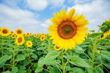 Ayçiçeği çiçeklenme alanları, yaz doğa manzara, arka planda bulutlu gökyüzü 