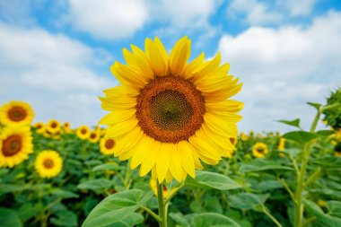 Ayçiçeği çiçeklenme alanları, yaz doğa manzara, arka planda bulutlu gökyüzü 