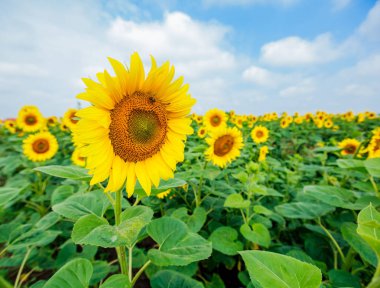 Ayçiçeği çiçeklenme alanları, yaz doğa manzara, arka planda bulutlu gökyüzü 