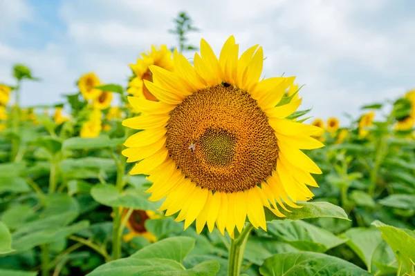 Ayçiçeği çiçeklenme alanları, yaz doğa manzara, arka planda bulutlu gökyüzü 