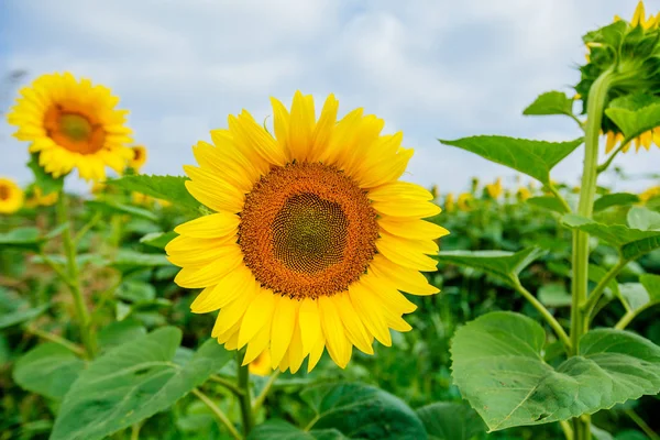 Ayçiçeği çiçeklenme alanları, yaz doğa manzara, arka planda bulutlu gökyüzü 