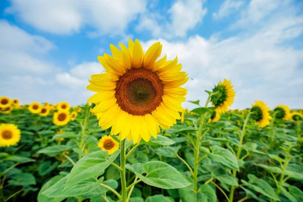 Ayçiçeği çiçeklenme alanları, yaz doğa manzara, arka planda bulutlu gökyüzü 