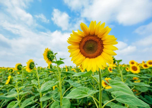 Ayçiçeği çiçeklenme alanları, yaz doğa manzara, arka planda bulutlu gökyüzü 