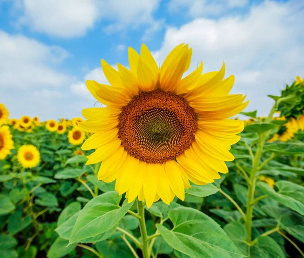 Ayçiçeği çiçeklenme alanları, yaz doğa manzara, arka planda bulutlu gökyüzü 
