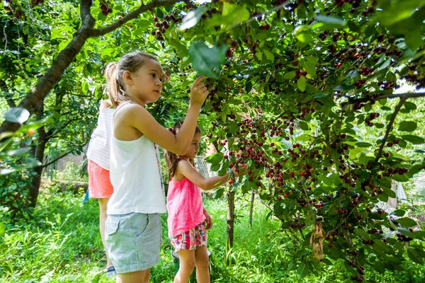 Zöld Gyümölcsös Cseresznyelegyet Betakarítás Gyermekek — Stock Fotó