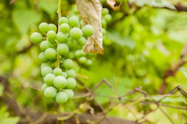 olgunlaşmamış yeşil üzüm yaz günü mahzeninde dallarında