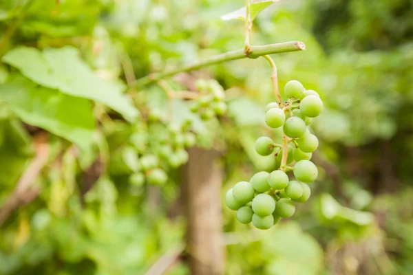 Unripe Branches Green Grapes Vineyard Summer Day — Stock Photo, Image