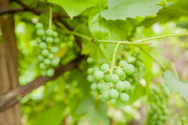 Unripe Branches Green Grapes Vineyard Summer Day — Stock Photo, Image
