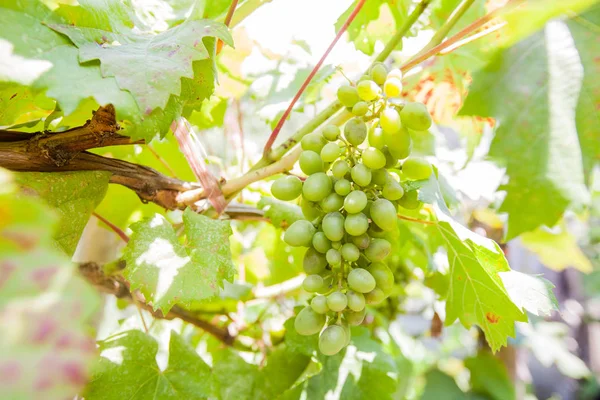 Unripe Branches Green Grapes Vineyard Summer Day — Stock Photo, Image