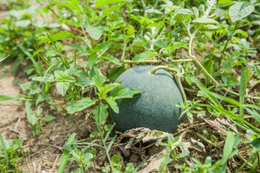 Bahçe, ev yapımı ürünleriz yaz sağlıklı tatlı büyüyen taze organik karpuz