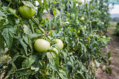 bahçede büyüyen taze organik domates ekili olmayan GDO sebze 