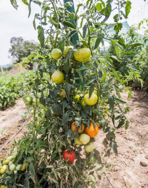 bahçede büyüyen taze organik domates ekili olmayan GDO sebze 