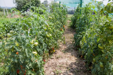 bahçede büyüyen taze organik domates ekili olmayan GDO sebze 