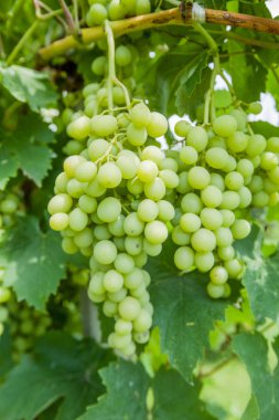 üzüm, üzüm olgunlaşmamış dalları yaz gün, meyve bahçesinde yetiştiriliyor. 