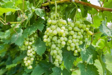 üzüm, üzüm olgunlaşmamış dalları yaz gün, meyve bahçesinde yetiştiriliyor. 