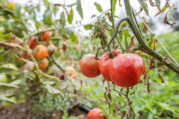 Tomates Biologiques Fraîches Cultivées Dans Jardin Légumes Non Ogm Cultivés — Photo
