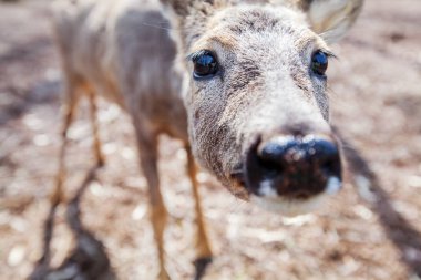 Orman, kameraya bakarak hayvan doğal ortamında genç geyik