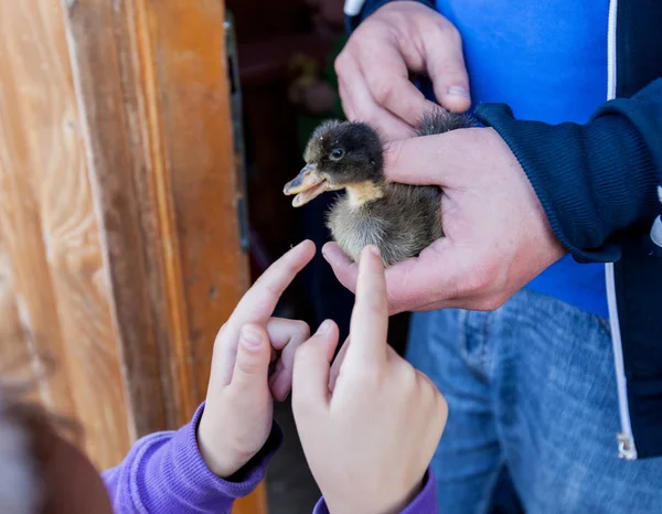 Little Cute Duckling In Human Hands, Support and Development