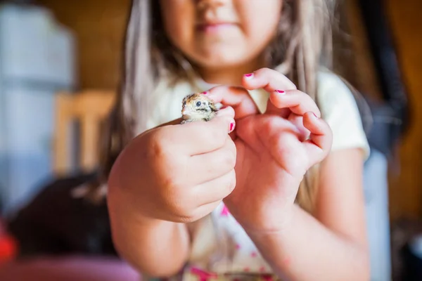 Küçük Kız Elinde Tutan Bebek Bıldırcın Tavuk Çiftliği — Stok fotoğraf